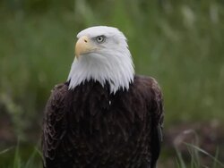 american bald eagle Stock Footage
