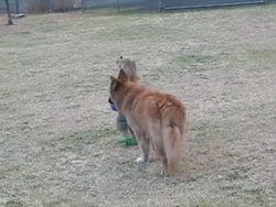 Toddler walks her dog. Stock Footage