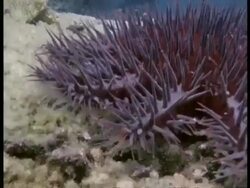 Time lapse Crown of Thorns Starfish (Acanthaster planci) moving over reef, Great Barrier Reef Stock Footage