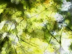 BEECH TREES IN AUTUMN : natural colors (seamless loopable) Stock Footage