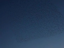 Starlings (Sturnus vulgaris) flying over Chichester train station in West Sussex, UK Stock Footage