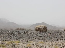 Desert landscape with wooden huts Stock Footage
