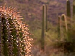 MS, R/F, Saguaro cactus on desert, Tucson,  Arizona, USA Stock Footage