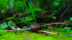 Movement of snail Stock Footage