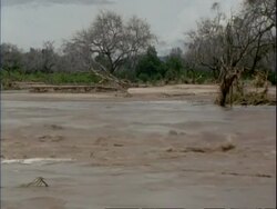 WA River swollen from flood water, flowing past dead trees, Green vegetation in background, Mana Pools, Zimbabwe Stock Footage