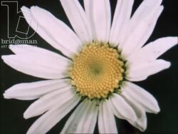 Inflorescences part 3 - various time-lapse CU shots of different flowers from 1970s Stock Footage