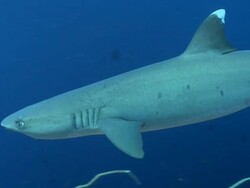 MS Whitetip reef shark / Palau, Micronesia, Palau  Stock Footage