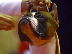 boxer dog Stock Footage