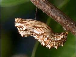 CU Butterfly Pupa anchored to branch by silk girdle, Australia Stock Footage
