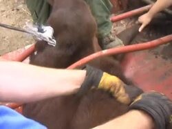 Calf Branding Stock Footage