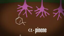 How Many Smells Can You Smell? Instructional Video