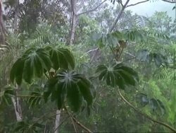 Rain on leaves, MWA.  Panama. Stock Footage