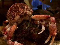 Crab Walks Left and Eats Stock Footage