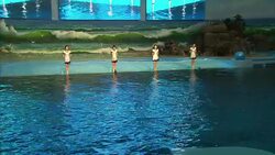Dolphin show in progress in Pyongyang News Clip