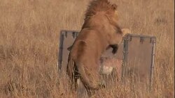 A predator shield protects a fake deer from an aggressive lion in South Africa. Stock Footage