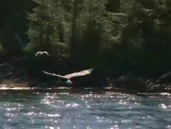Bald Eagle Diving for Fish Stock Footage
