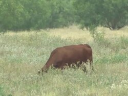 Farming country in the Rio Grande valley News Clip