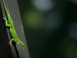Big Green Lizard Stock Footage