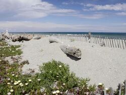 WS Shot of Wooden fence protecting sand dune, Drift wood and Sea fig ice plants flowers (Carpobrotus edulis) in Nature preserve / Aleria, Corsica, France Stock Footage