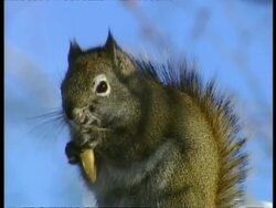 CU North American Red Squirrel eating pine cone, Arctic circle Stock Footage