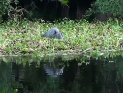 Blue Heron On Water Hyacinth Checks the River For Food Stock Footage