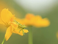 Mantis in action Stock Footage