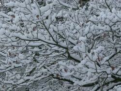 MS Snow covered branches / Kastel, Rhineland-Palatinate, Germany  Stock Footage