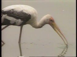 MALAYSIA: SMOG CAUSING HEALTH PROBLEMS FOR ZOO ANIMALS News Clip