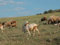 Goats and sheeps grazing on a meadow Stock Footage