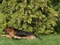 Domestic Dog, German Shepherd Dog, Adult running on Grass, Dog Attack Trainer work, Slow motion. 500 fps Stock Footage