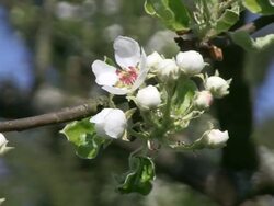 MS Blooming sour cherry / Kastel-Staadt, Rhineland-Palatinate, Germany Stock Footage
