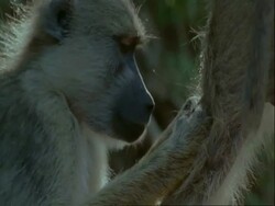 CU Baboons grooming each other, Tanzania Stock Footage