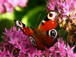 Peacock butterfly Stock Footage