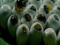 CU Caterpillar eggs as they hatching, Botswana, Africa Stock Footage