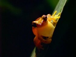 Orange frog (Anura), on leaf, facing camera. Stock Footage