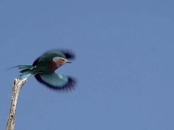 MS SLO MO Lilac Breasted Roller (coracias caudata) taking off from Branch at Okavango Delta in Botswana / Moremi Reserve, Africa, Botswana Stock Footage