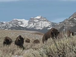 MS ZO Group of Wild Buffalo grazing at in front of snow covered mountains / cody, Wyoming, United States Stock Footage