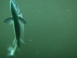 Salmon Stock Footage