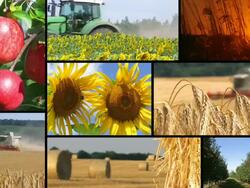 Agriculture - montage Stock Footage