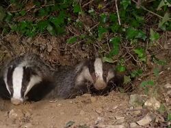 MS SLO MO Shot of European Badger standing at Den Entrance / Calvados, Normandy, France Stock Footage