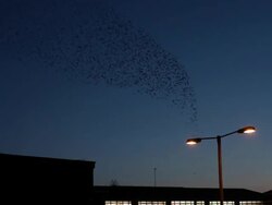 Starlings (Sturnus vulgaris) flying over Chichester train station in West Sussex, UK Stock Footage