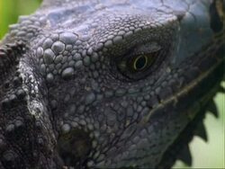 Lizard, CU lizard's head, pulls out to lizard amongst foliage;; Panama; Stock Footage