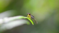 Dragonfly Stock Footage