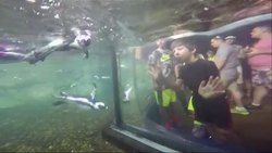 New Orleans' Audubon Aquarium of the Americas announced the successful hatching of a new African black-footed penguin -- a rare species that is facing severe population decline. (June 5) News Clip