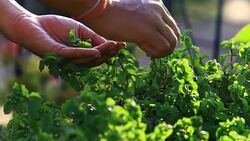 girl hand pick mint Stock Footage