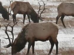 MS PAN Herd of large bull grazing in blizzard / Estes Park, Colorado, United States Stock Footage