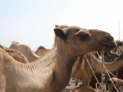 Camels with their owners Stock Footage