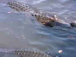 Dangerous Alligators Up Close Stock Footage