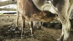 Baby Calf Drinking Milk From Mother Cow's Udder Stock Footage