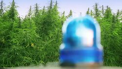 Police car in front marijuana field Stock Footage